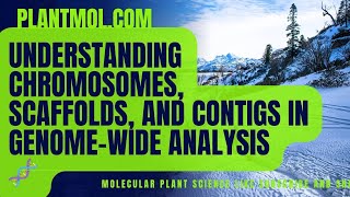 Understanding Chromosomes, Scaffolds, and Contigs in Genome-Wide Analysis 🧬"