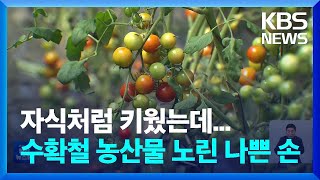 하우스 18동 토마토 사라져…수확철 농산물 절도 ‘비상’ / KBS  2022.09.08.