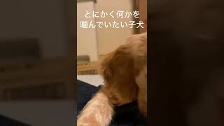 子犬の甘噛みcocker spaniel puppy！There are a lot of other videos on this channel. Come on in! #shorts