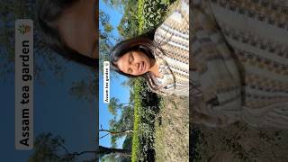 Assam famous tea garden 🪴| #shorts # #assamese #ytshorts #teagarden