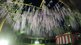 満開!! 藤公園『藤まつり 2019 ●夜間ﾗｲﾄｱｯﾌﾟ』/ 岡山県和気郡和気町藤野