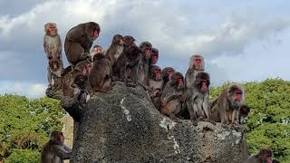 何があったんだ！ニホンザル（What happened! Japanese macaque）　市川市動植物園　202110