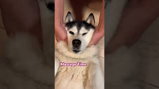 雪橇狗的日常之按摩 Husky Daily Massage Time #fun #husky #massage #dog