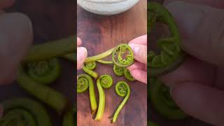 Fiddlehead Ferns