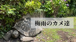 【飼育vlog】梅雨のカメ達はどんな様子？【2021年6月】