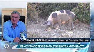 Μην αγοράζετε ζώο συντροφιάς, υιοθετήστε ένα | 07/05/2021 | ΕΡΤ