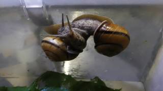 Failed Mating in Sinistral Land Snails ヒダリマキマイマイの交尾未遂