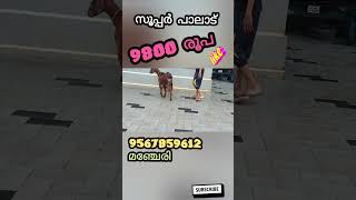 നല്ലൊരു പാലാട് വിളിയ്ക്കുക