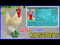 Sacamos su DNI a mi mascota GALLO CLAUDIO /𝗟𝗶𝗻𝗼 𝗘𝗹 𝗚𝗮𝗹𝗹𝗼 𝗖𝗼𝗻 𝗕𝗼𝘁𝗮𝘀