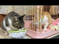 なかよし猫さんたちのお夜食【25年2月8日その7】