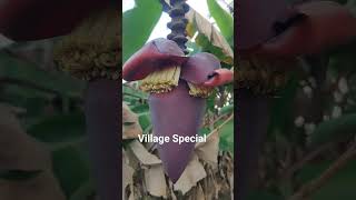 செவ்வாழை பழம் | Red Banana | செவ்வாழை பற்றிய சில தகவல்கள் | Village Special | Know about Red Banana