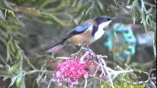 Eastern Spinebill (Acanthorhynchus tenuirostris)