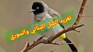 صوت تغريد البلبل اللبناني او السوري