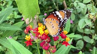 沖縄の蝶　カバマダラ　Danaus chrysippus