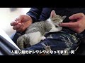 じゃれてる最中に驚きのスピードで寝落ちする子猫…笑