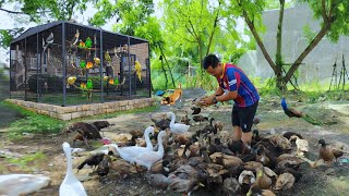 Big Improvements are HAPPENING | We already Transferred 200 Ducks at the FARM! Massive IMPROVEMENTS