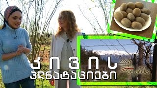 ფერმა - კოლხი ქალი, ევროპული განათლება და კივის თანამედროვე პლანტაციები