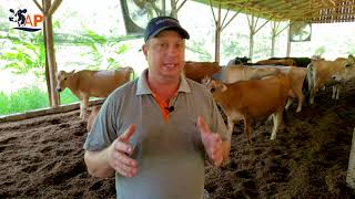 Sistema semiconfinado para vacas de leite - Mais conforto significa mais produção🐄