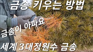 금송 키우는 방법 금송이 아파요 #금송 #금송전지 #금송키우기 #소나무 #소나무전지 #소나무조경수 #귀촌 #귀촌생활 #귀농 #전원일기 #전원주택 #정원수 #정원수로좋은나무