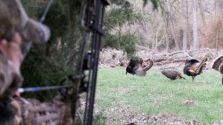 Bowhunting Turkeys: Perfect Shot Placement on 2 Gobblers at 12 Yards