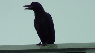 カラスの群れの鳴き声～ハシブトガラス～Jungle Crow