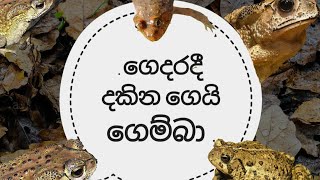 අපි කව්රුත් දන්න ගෙයි ගෙම්බාගේ විස්තර 🐸🐸