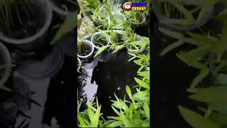 How to make Aquaponic in the Bucket (Budikdamber)