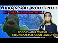 CARA MENGOBATI LOUHAN TERKENA WHITE SPOT | MUDAH, PEMULA WAJIB NONTON