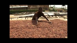 THE GOLDEN POD - COCOBOD PROFILE