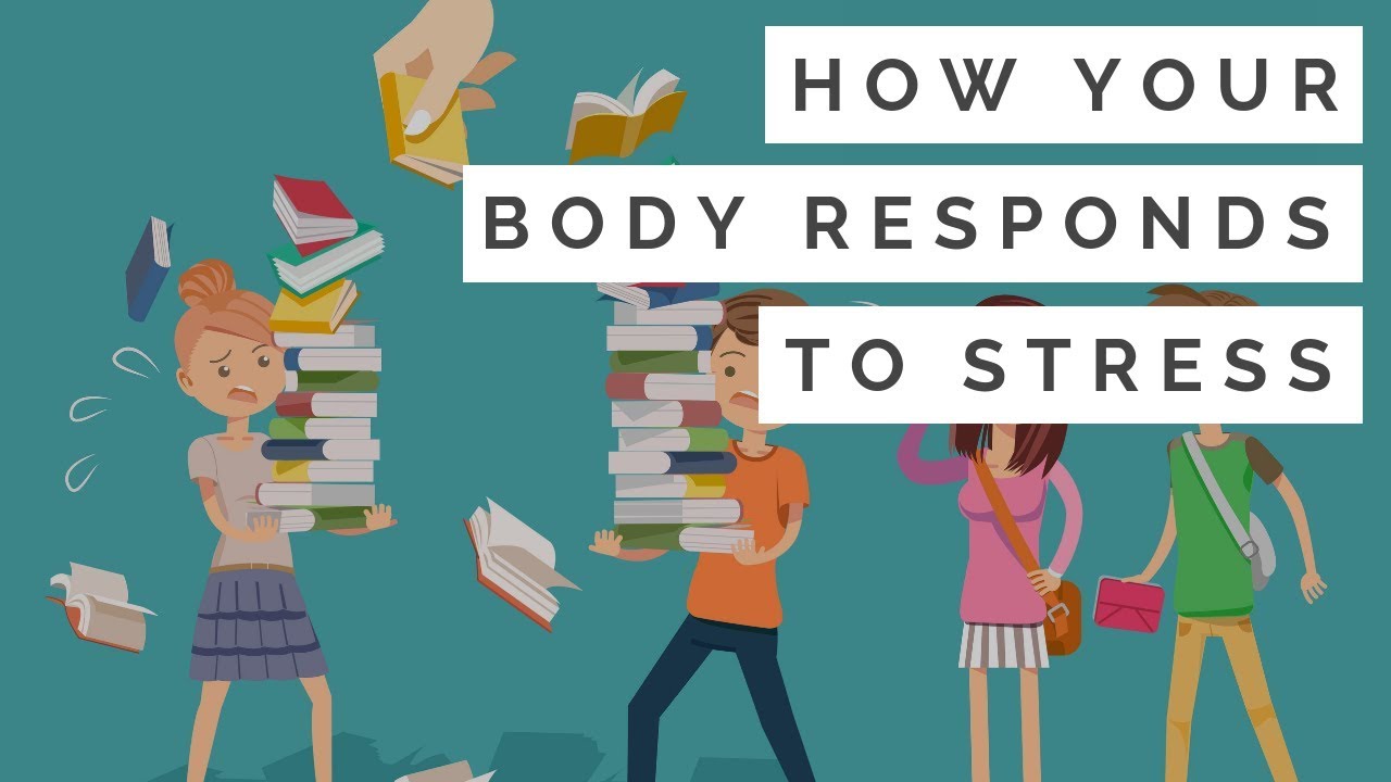 How Your Body Responds To Stress | Exam Stress #1 - YouTube