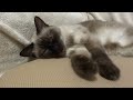 ソファーに眠る猫あずみちゃん