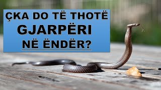 Çka do të thotë Gjarpëri në ëndër?