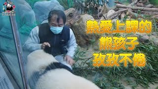 20211211 圓寶睡醒自動找彪老師上課 The Giant Panda Yuan Bao