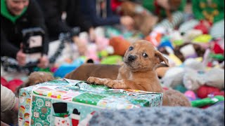 Adoptable Dogs Pick Toys from Santa's Sleigh at Best Friends Animal Sanctuary