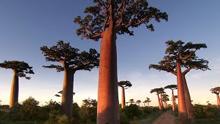 Madagascar: A Country  Of Breathtaking Nature | Somewhere On Earth