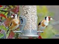 How to Attract Goldfinches to Your Garden - Best Bird Feeder Foods