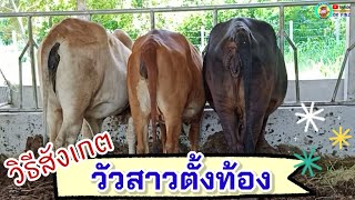 วิธีสังเกตวัวตั้งท้องหรือผสมติดไหม/ OK FINZ / OK FARM