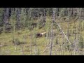 glassing a good bull elk