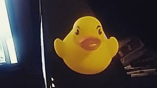 Duck.mp4