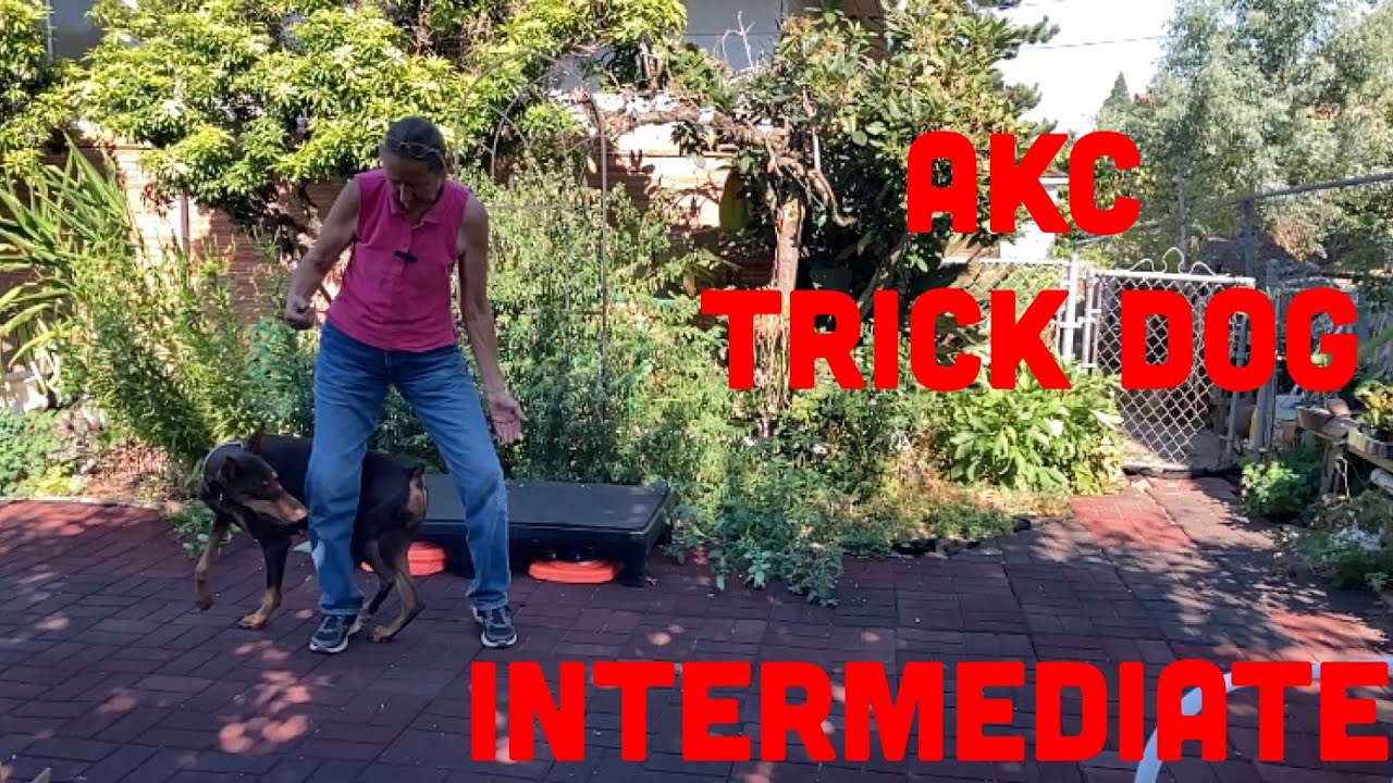 Akc Trick Dog Intermediate Youtube
