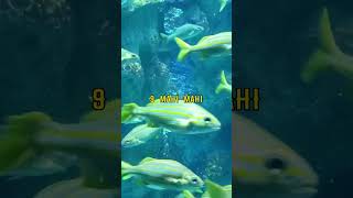 Top 15 Fishes Name | Interesting Facts | The Beast World