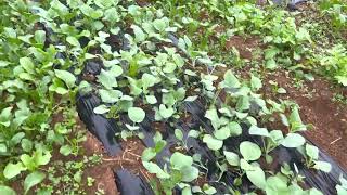 タイの野菜畑茨城県行方市Thai vegetable