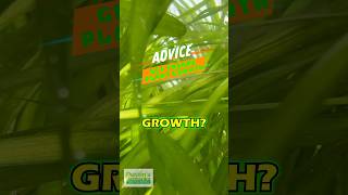 GET INSANE PLANT GROWTH With This Tip!