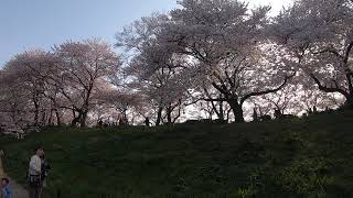 2019年4月7日(日) 権現堂の桜