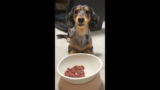 ご褒美お肉を食べる愛犬に「美味しい？」って聞くといちいち頷いてくれるｗ【ミニチュアダックスフンド/シルバーダップル】#Shorts