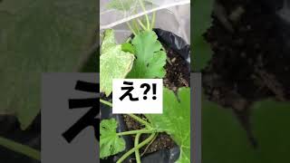 [Grow Food] [Food]ハモグリバエの次はハダニです　トホホ