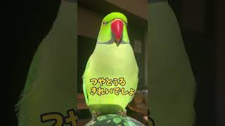 陽の光できれいなバディ。ワカケホンセイインコのファフ子。 #indianringneck #インコ #インコのいる暮らし #shorts