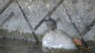 カワラヒワ、ツグミ、セグロセキレイ、ヒヨドリの水浴び～三篠川（広島市安佐北区狩留家）　0404