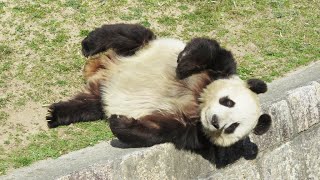 転がるタンタンに大歓声！！ 可愛い❤ 大好き❤ 転がる特集 #4KUPCONVERT #王子動物園🐼