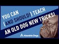 You Can And Should Teach An Old Dog New Tricks